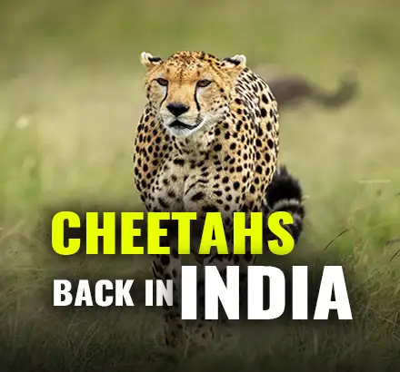 Cheetahs Back In India | Madhya Pradesh’s Kuno Palpur Sanctuary To Be New Home Of Cheetahs From Africa