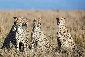 Eight cheetahs to arrive in India from Namibia by August