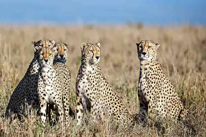 Eight cheetahs to arrive in India from Namibia by August