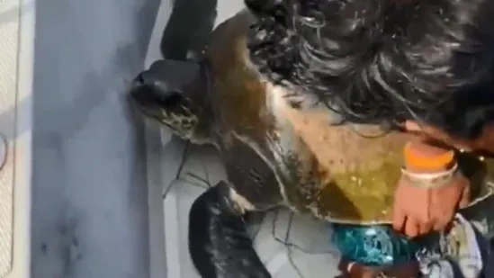 Viral Video: Chennai Customs officials rescue endangered turtle from fishing net in high seas