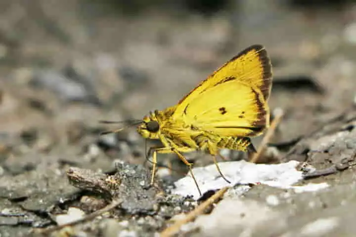 New butterfly species, Chocolate-bordered Flitter, discovered in Sikkim