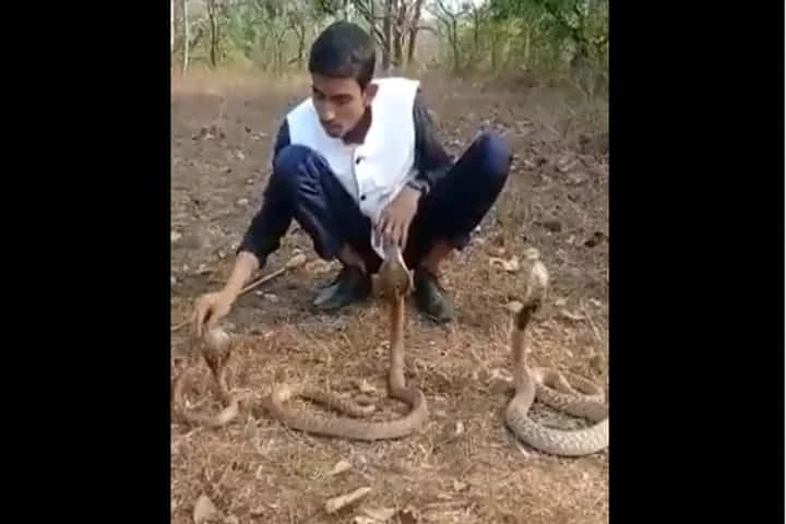 Video: Kerala snake handler shows dangerous stunt with 3 deadly Cobras in forest