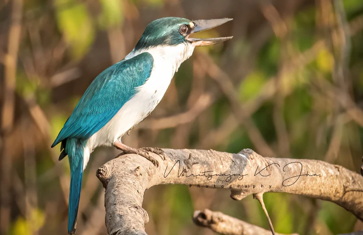 White collared Kingfisher has elitist tastes–prefers crabs over fish