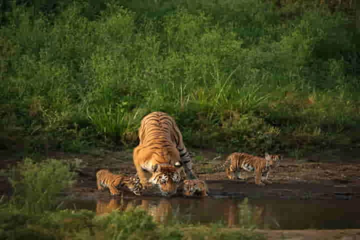 Tigress ‘Collarwali’ who gave birth to 29 cubs passes away