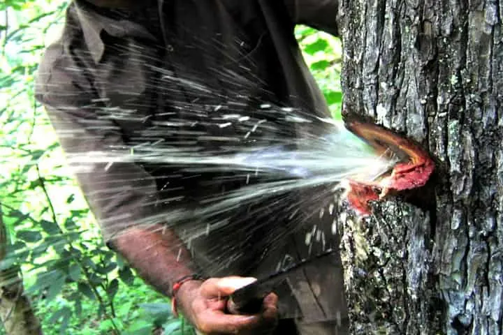 Watch Nature’s Miracle:  Clean water gushes out of tree to quench human thirst