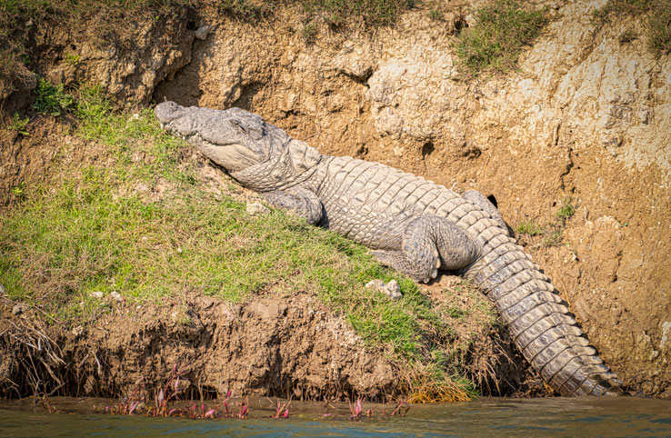 World Crocodile Day: Ghariyals and Mugger feel safest in the ravines of Chambal