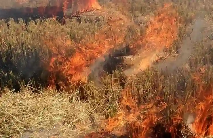 Delhi govt set to counter stubble burning by using freshly minted bio-decomposer