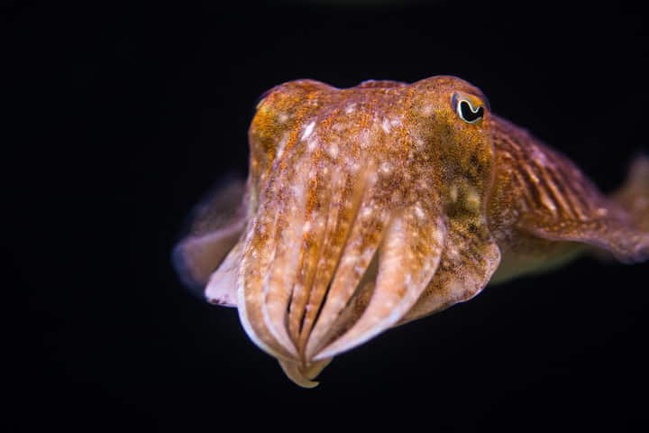 Defying age, Cuttlefish has an “elephant’s” memory