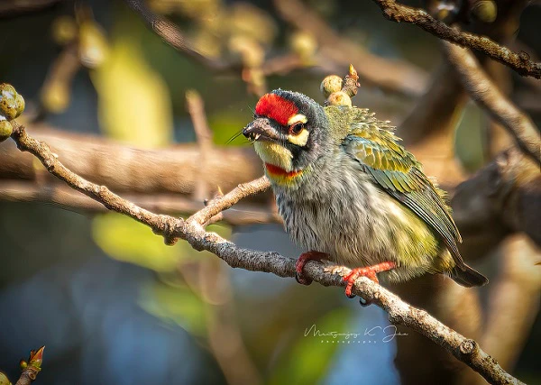 Coppersmith barbet – A mysterious bird that produces a metallic sound in 204 notes!