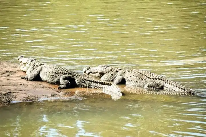 Karnataka gets a crocodile park near temple complex on Kali river