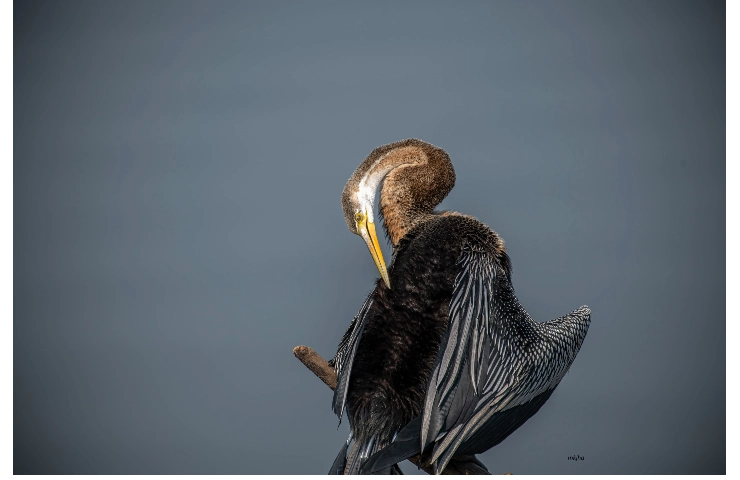 Oriental Darter–the graceful diver of Bharatpur that catches fish without a splash