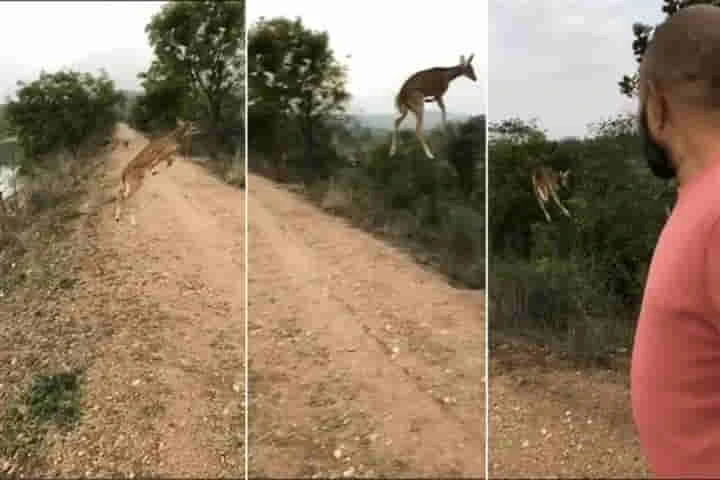 Viral Video: Flying Deer – And the gold medal for long & high jump goes to…