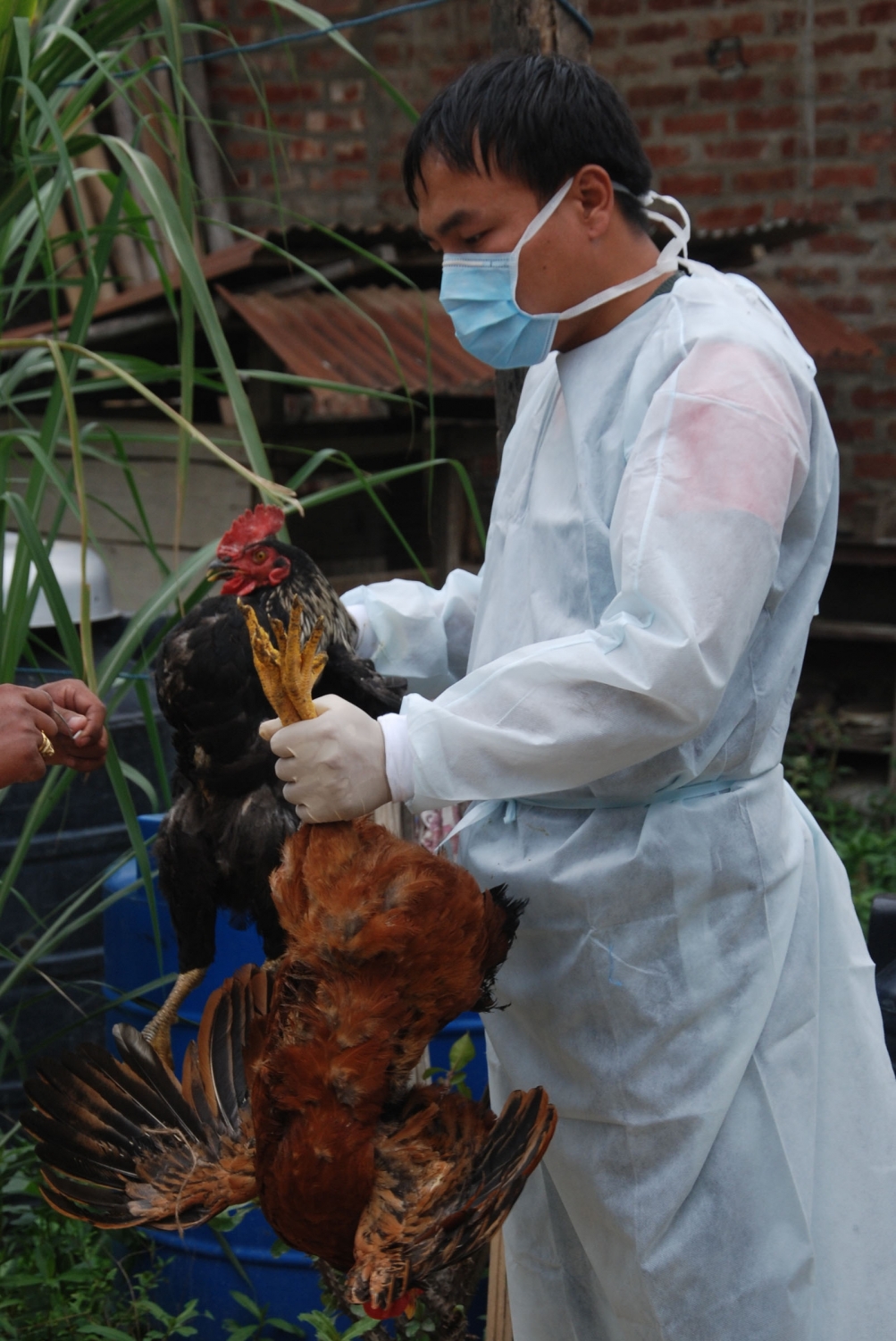 Bird flu: States told to be prepared for any eventuality, ensure sufficient stock of PPE kits