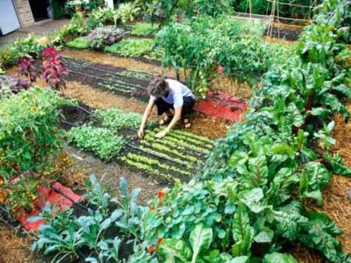 Delhi denizens show their green thumb, grow vegetables on terraces