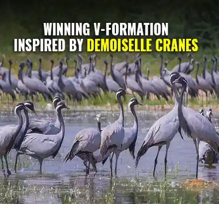 Pandavas War Strategy By Cranes: How The Demoiselle Cranes Inspired Pandavas To Win Mahabharata War