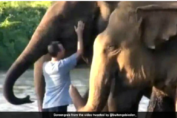 Emotional reunion of elephants and caretaker charms Netizens