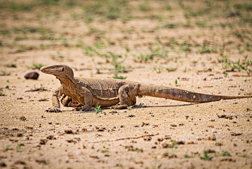 Did a monitor lizard help Shivaji conquer Sinhagad Fort: Legend says yes!