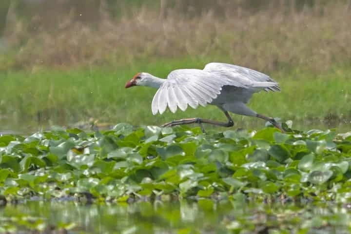 Odisha ‘s Chilka lagoon stuns bird watchers – becomes the only place in the world to host white grayheaded swamphen
