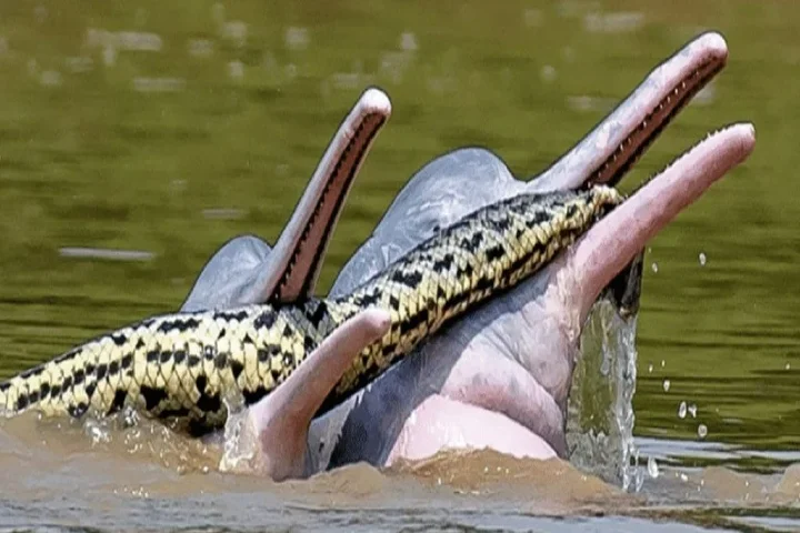 Stunning image of dolphins with an anaconda snake in Bolivia amazes scientists - Indianarrative