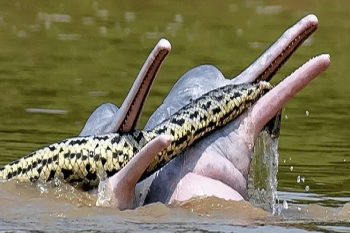 Stunning image of dolphins with an anaconda snake in Bolivia amazes scientists