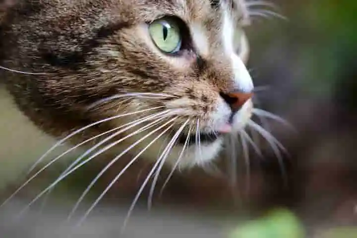 Domestic Cats Hunt To Satisfy Their Killer Instinct And Not For Food