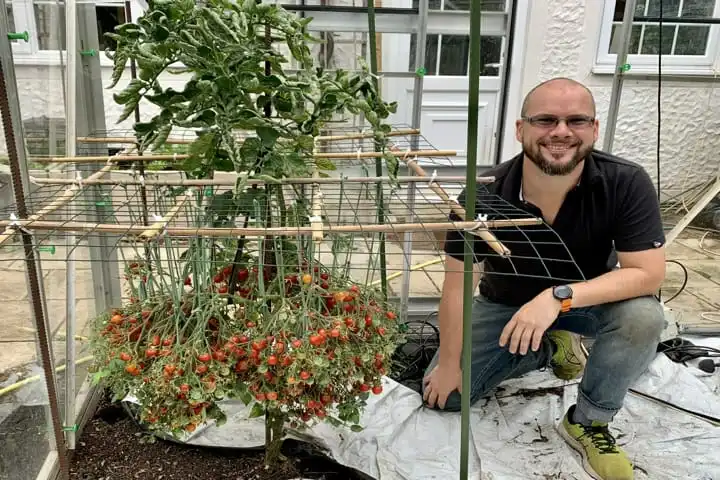 United Kingdom’s IT manager creates world record by growing 1,269 tomatoes on one stem!