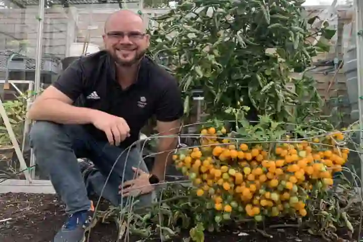 UK gardener harvests 839 tomatoes from single stem! Seeks Guinness recognition for world record