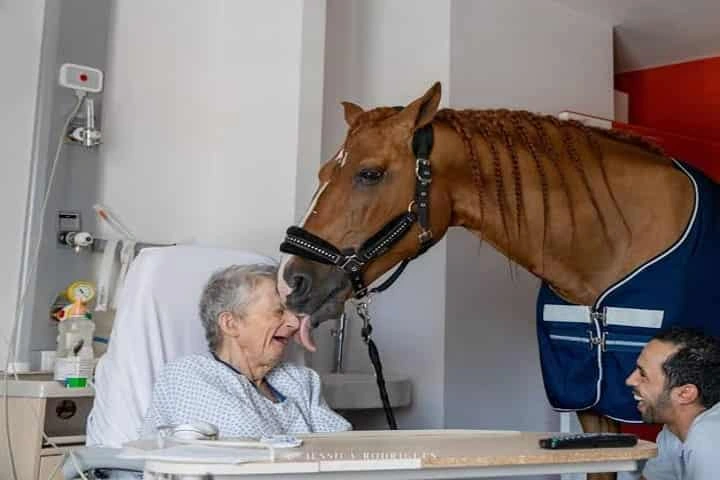 ‘Dr. Peyo’ – a horse who provides comfort to dying cancer patients