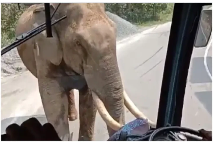 Watch: Brave Kerala bus driver steers passengers to safety as wild elephant breaks windshield