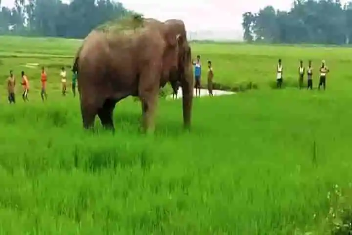 ‘Jumbo Hooters’ to be keep elephants away from villages in Jharkhand