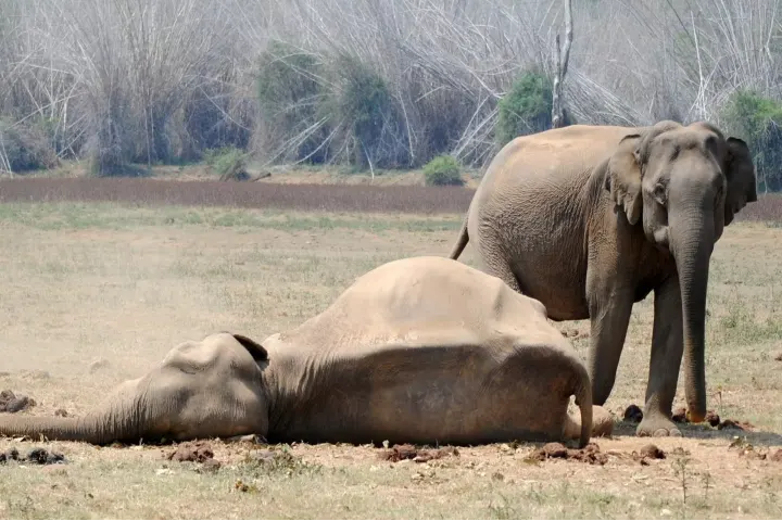 Asian elephants mourn their dead and comfort each other!