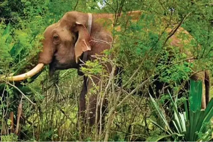 2 tuskers radio collared by Karnataka forest officials to avoid animal-human conflict