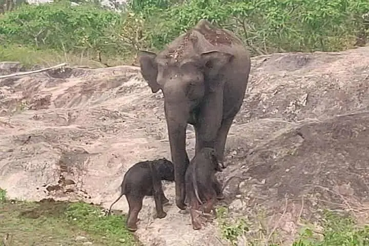 Rare birth of elephant twins celebrated at Karnataka’s Bandipur Tiger Reserve