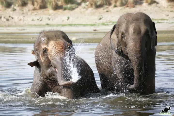 Wildlife NGO helps elephants and bears to beat the sizzling summer heat