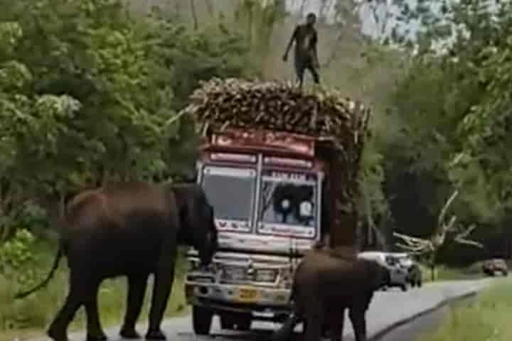 Watch: Wild elephants demand treat as toll tax from truck carrying sugarcane through their territory