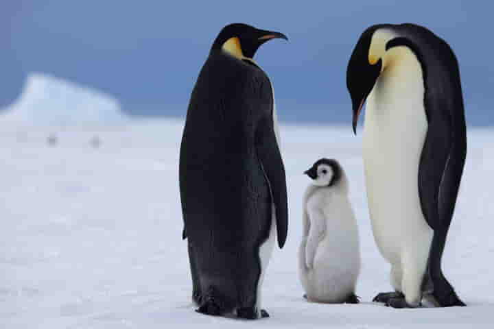 The Majestic Emperor Penguins could face extinction due to climate change