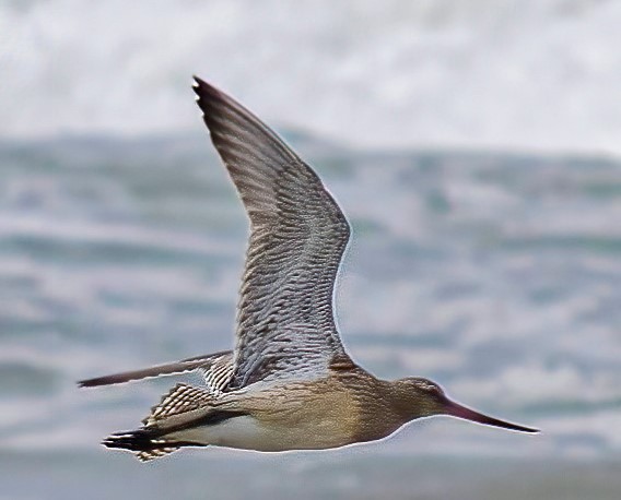 An epic record: Bar-tailed godwit flies 12,000-km in 11 days