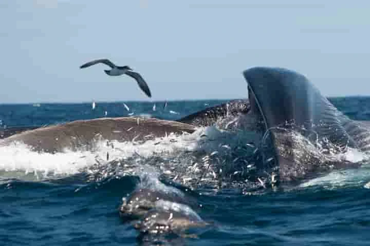 Scientists solve the mystery of why mighty whales do not choke while feeding