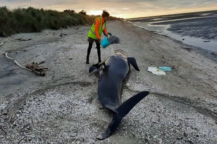 Dozens of whales die after getting stranded on New Zealand’s killer beach