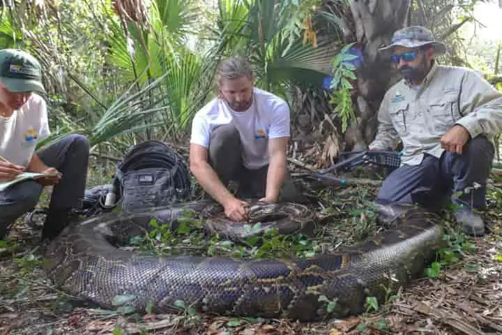 How a 97 kilo Burmese python ended up in faraway Florida