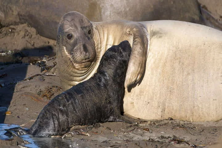 Elephant seals show stunning navigation skills – can return home even after traveling thousands of kilometres