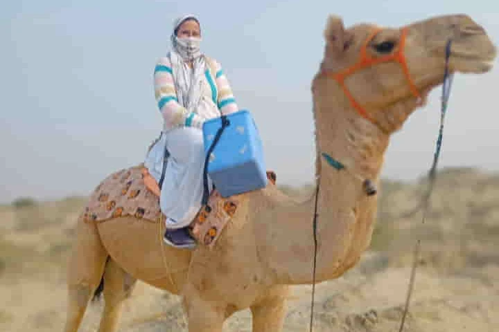 Rajasthan woman health worker rides camel to vaccinate people in remote areas