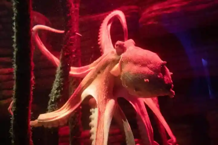 Female octopuses repel amorous males by flinging debris and shells!