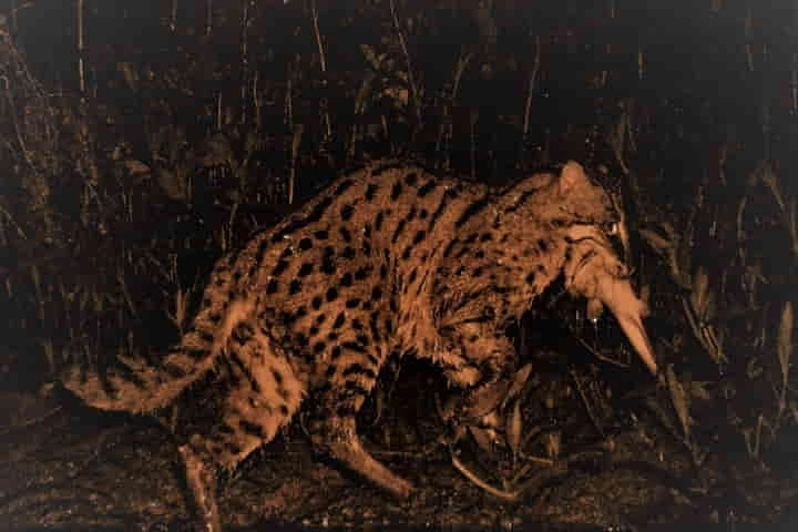 Indian researchers reveal the hunting secrets of the elusive fishing cat
