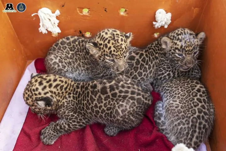 Maharashtra villagers happy by uniting 4 leopard cubs with their mother
