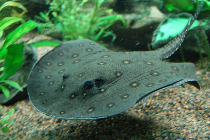 In a startling study, scientists discover that clever fishes can add and subtract!