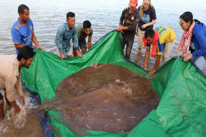 13-foot-long giant stingray fish weighing 180 kg surprises fishers of Mekong River