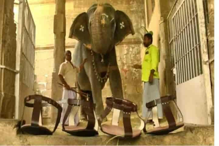 Devotees in Tamil Nadu donate sandals to a temple elephant worth Rs12,000!