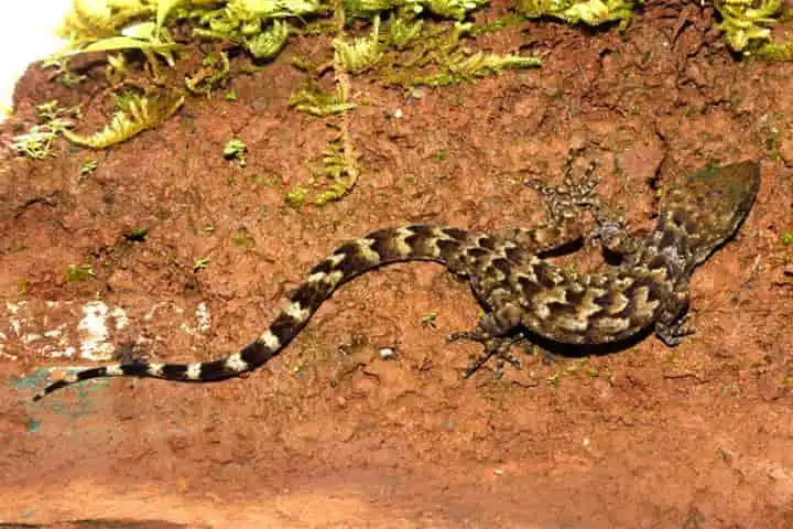 New gecko species found in Meghalaya named in honour of Indian Army