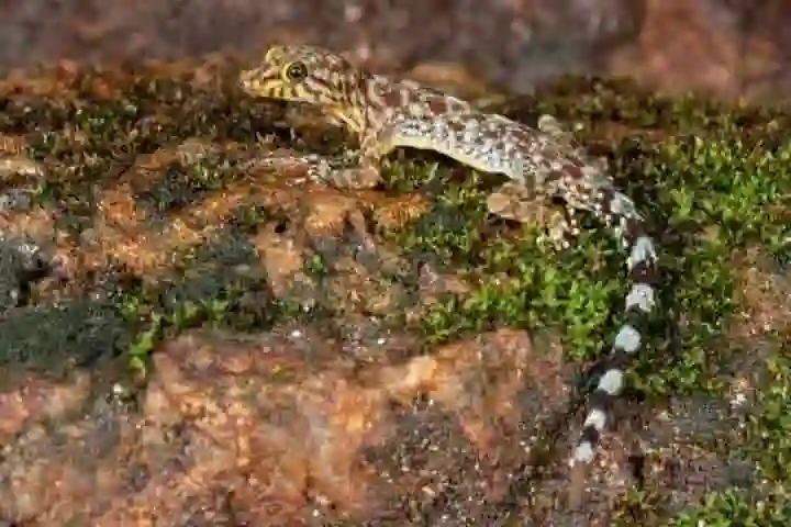 Agile gecko of Western Ghats named after Jackie Chan!